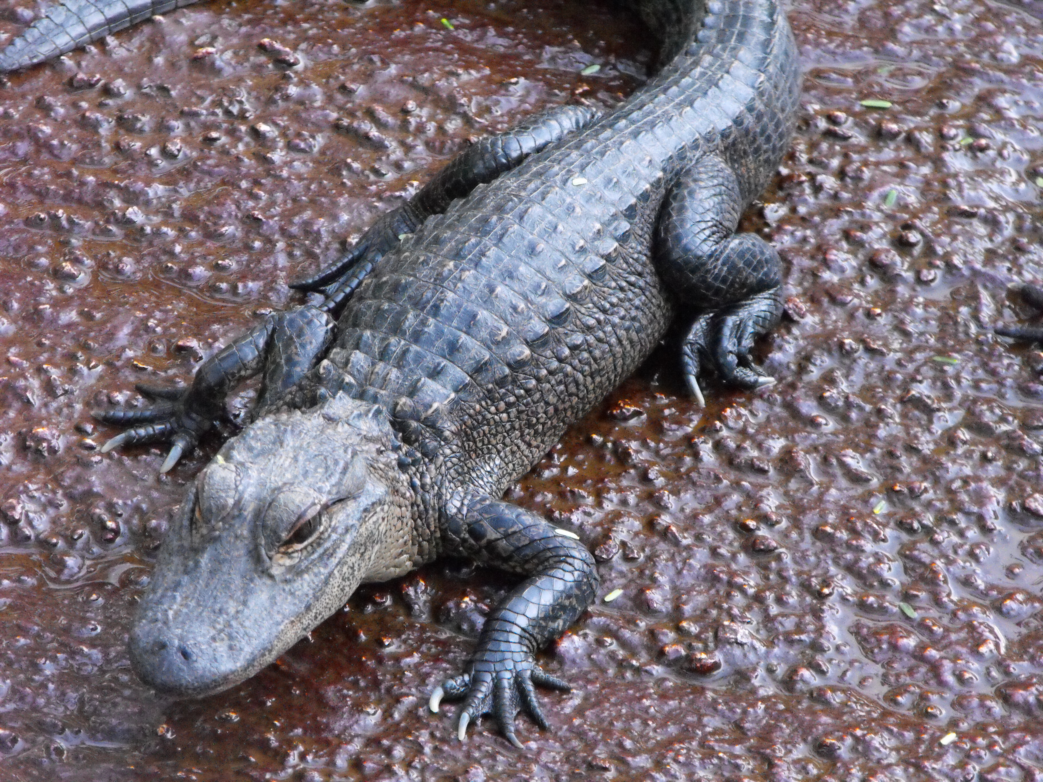 ./2012/Christmas/Aligator Farm/DSCF4296.JPG